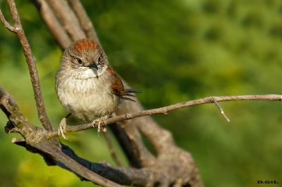 PIJUÍ BLANCUZCO (Synallaxis albescens) - Rincòn de Franquìa - BELLA UNION (Noviembre 2020)